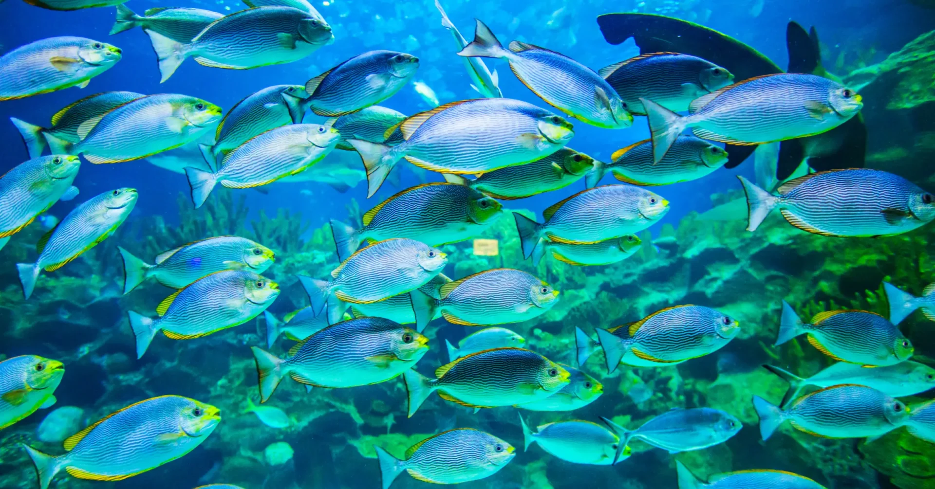 El calentamiento oceánico provoca un descenso del 20 % anual en la biomasa de peces