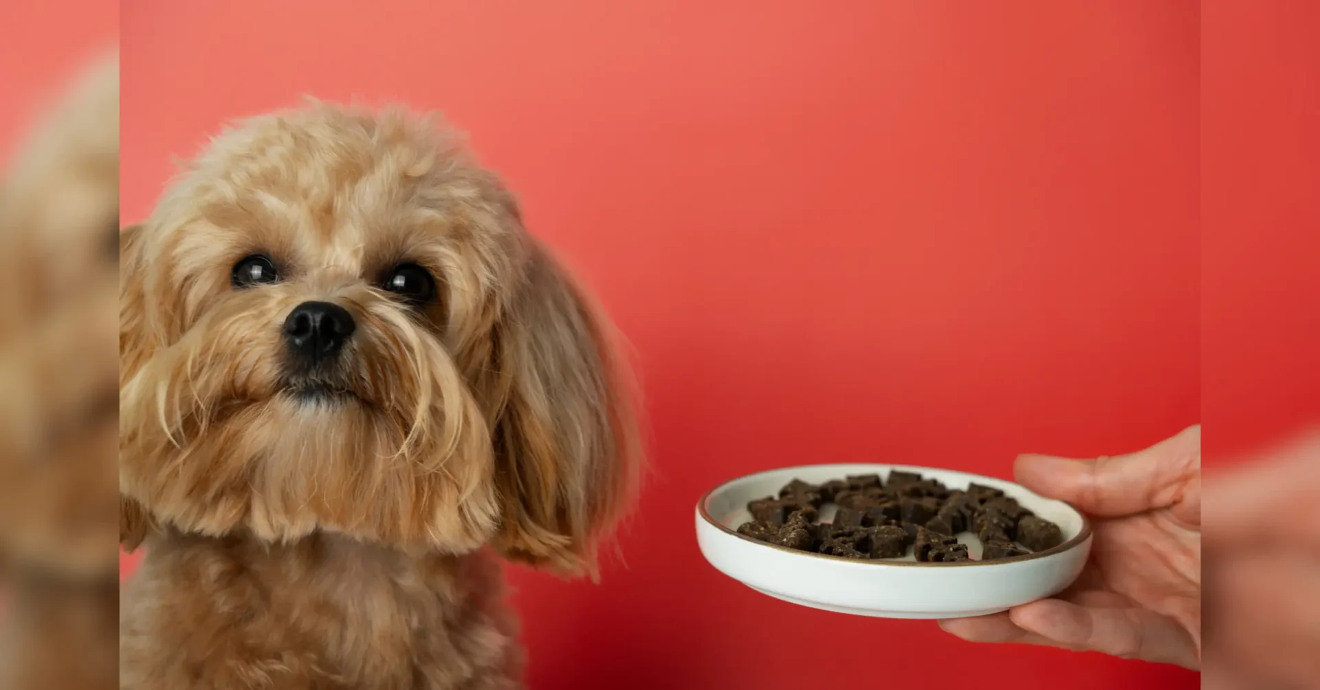alimentación de mascotas en Colombia