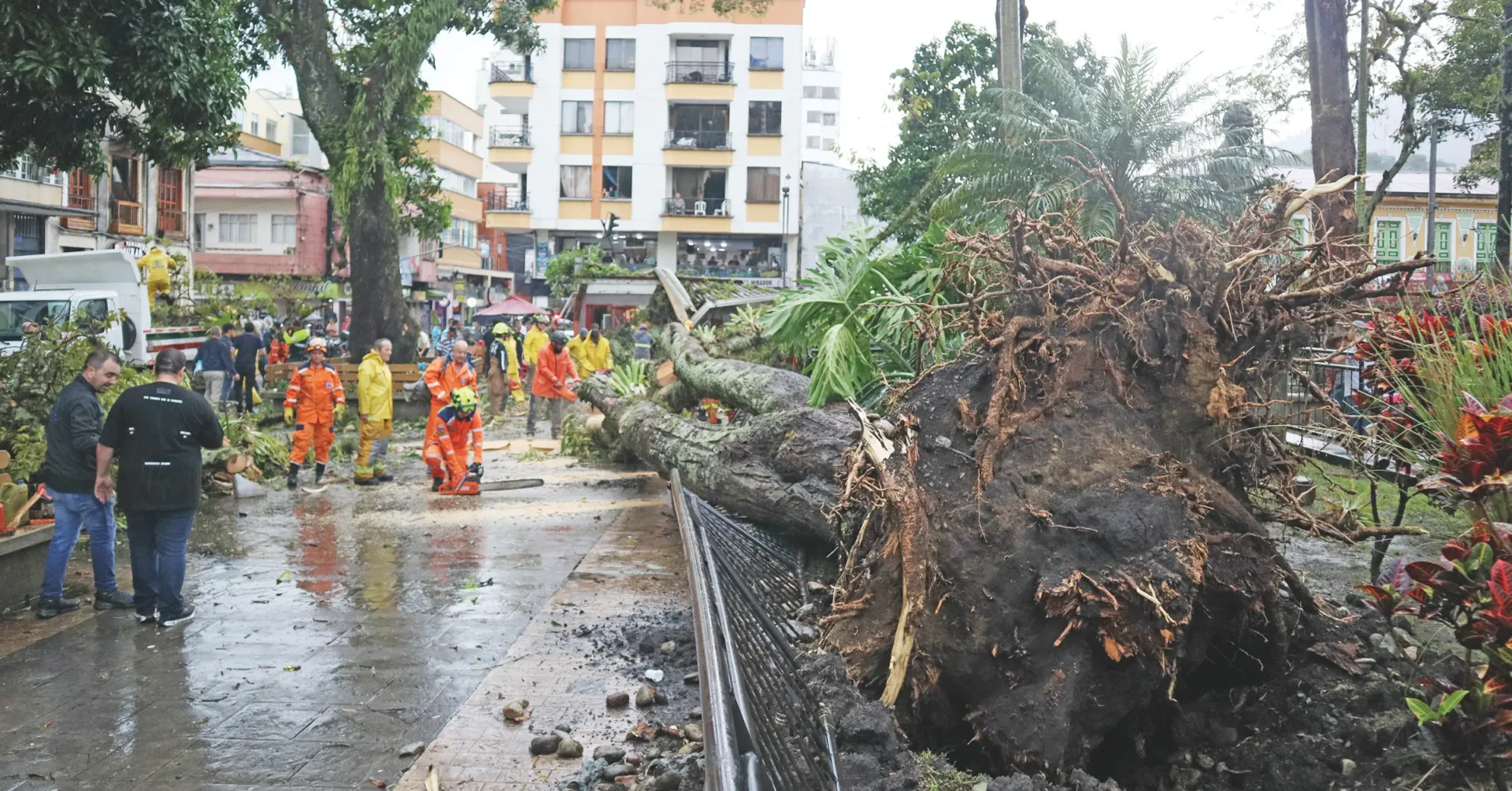Vendaval derribó árbol en la plaza Bolívar de Calarcá: dos heridos y un negocio afectado